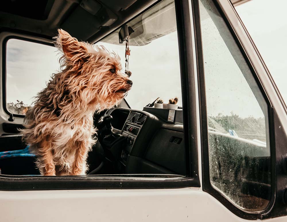 Einreisebestimmungen mit Hund in Nicht-EU-Länder